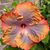 Jennifer Tipp-Manasco's profile image
