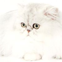 Pamela Ross's profile image