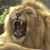 Shay Danielson's profile image