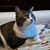 Laurie Sandahl Grotte's profile image