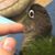 Sylvia Vorderbrug's profile image