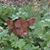 Vonda Hestand-Coleman's profile image