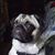 Anna Cuomo-Bertsch's profile image