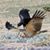 Crow MacKinnon's profile image