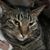 Carla Greisen's profile image