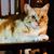 Sue Kreger Brown's profile image