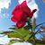 Yolanda Bonilla Godinez's profile image