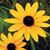 Susan Viselli's profile image