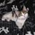 Susan Martino's profile image