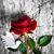 Sandy Loper's profile image