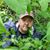 Rob Scarber's profile image