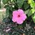 Lori McGillicuddy's profile image