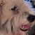 Toots Osgood's profile image