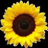 H S.'s profile image