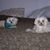Rose Simonson's profile image