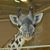 Joanie Mac Fhlannchaidh's profile image
