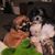 Liz Acello Cashmore's profile image