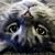 Robyn Butcher's profile image