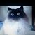 Leslie Ludwig's profile image