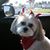 Bonnie Arico's profile image