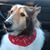 Cameron Coble Lowe's profile image
