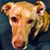 Cheryl Moscorelli's profile image