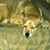 Deana Truppa's profile image