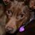 Margaret Davis Echols's profile image