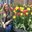 Ariana Voyer's profile image