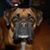 Casie Boyers's profile image
