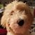 Denise Merullo's profile image