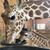 Courtney Howarth's profile image