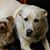 Gigi Pooley Helliwell's profile image