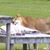 Susann Mesna's profile image