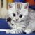 Kathy McGee-Monteleone's profile image