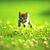 Vidhya Swaminathan's profile image