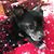 Dorothy Hamel's profile image