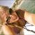 Shanda Sohner's profile image