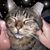 Gina Helvenston's profile image