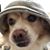Stella Wan's profile image