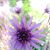 Marcia Eloise Worsham's profile image