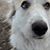 Josie Lawless's profile image