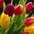Kathryn Cole Willingham's profile image