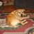 Jerald Phillips's profile image