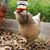 Sheila Jarvis Rodriguez's profile image