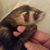Rose Pierce's profile image