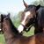Sharon York Bedwell's profile image