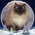 Cindy Dunn's profile image