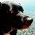 Belinda Miller Buswell's profile image