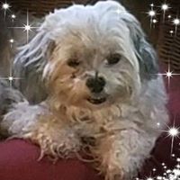 Rosie Gorman-Stacks's profile image